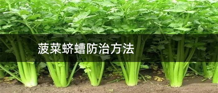 菠菜蛴螬防治方法