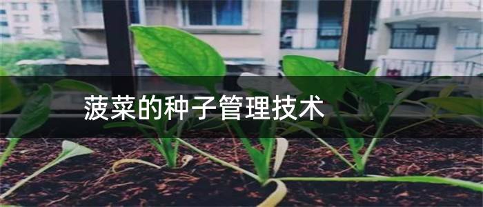 菠菜的种子管理技术