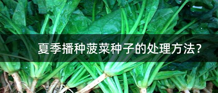 夏季播种菠菜种子的处理方法？