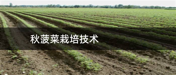 秋菠菜栽培技术