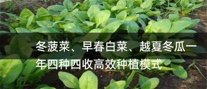 冬菠菜、早春白菜、越夏冬瓜一年四种四收高效种植模式