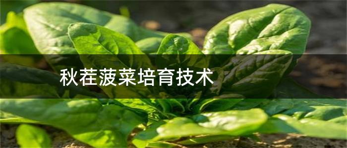 秋茬菠菜培育技术