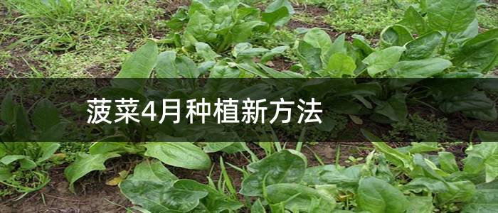 菠菜4月种植新方法