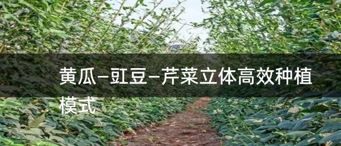 黄瓜—豇豆—芹菜立体高效种植模式