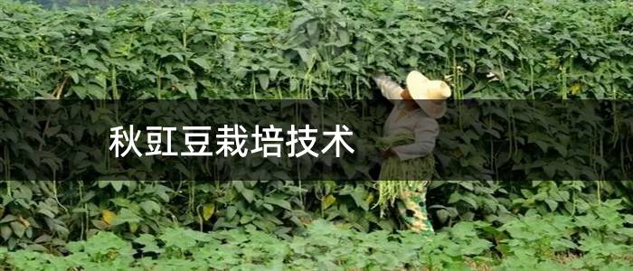 秋豇豆栽培技术