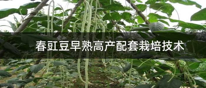 春豇豆早熟高产配套栽培技术