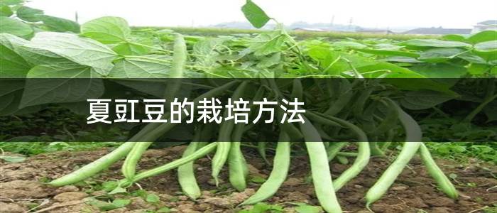 夏豇豆的栽培方法