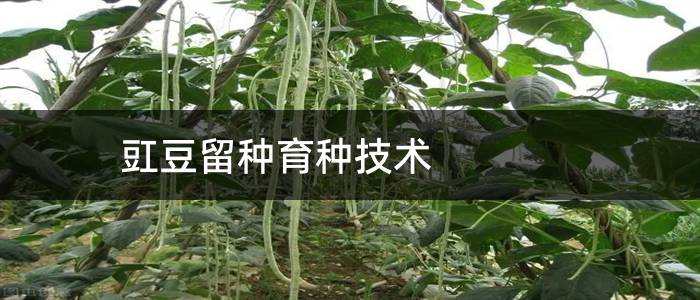 豇豆留种育种技术