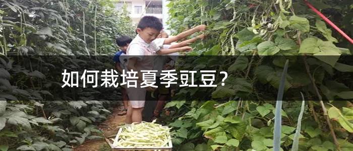 如何栽培夏季豇豆？