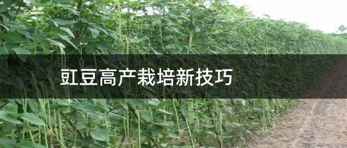 豇豆高产栽培新技巧