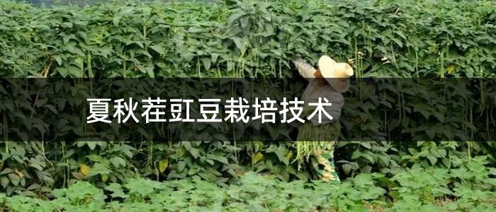 夏秋茬豇豆栽培技术