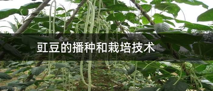 豇豆的播种和栽培技术