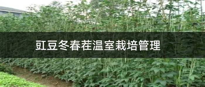 豇豆冬春茬温室栽培管理