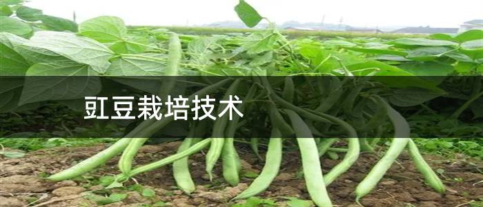 豇豆栽培技术