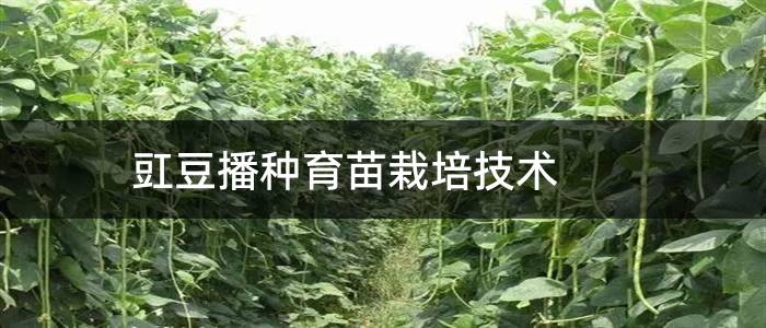 豇豆播种育苗栽培技术