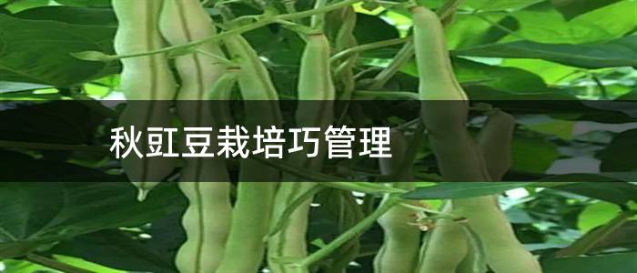 秋豇豆栽培巧管理
