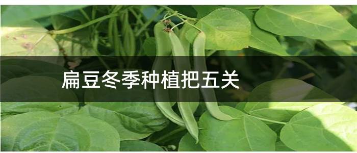 扁豆冬季种植把五关