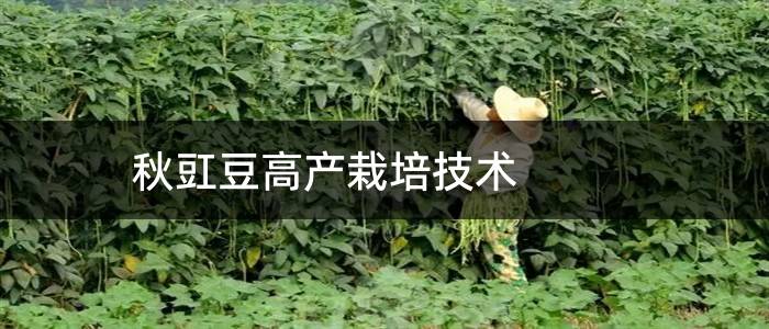 秋豇豆高产栽培技术