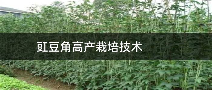 豇豆角高产栽培技术