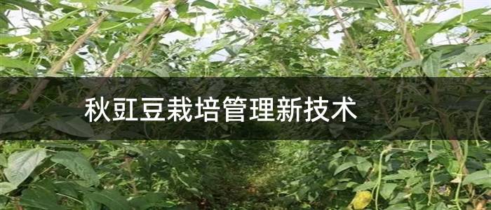 秋豇豆栽培管理新技术