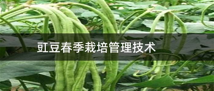 豇豆春季栽培管理技术