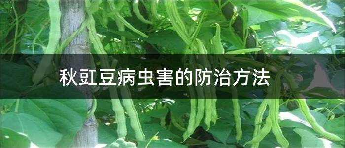 秋豇豆病虫害的防治方法