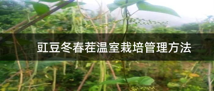 豇豆冬春茬温室栽培管理方法