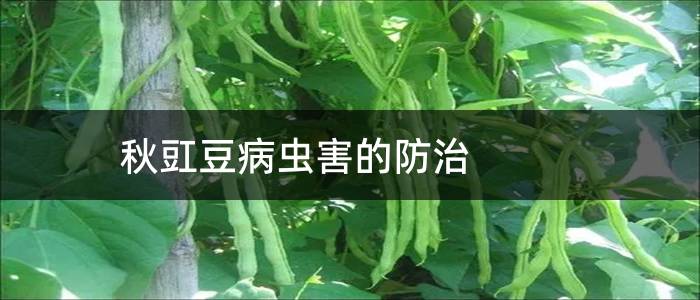 秋豇豆病虫害的防治