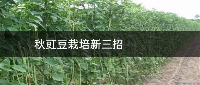 秋豇豆栽培新三招