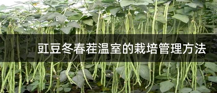 豇豆冬春茬温室的栽培管理方法