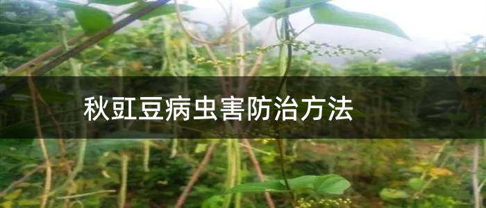 秋豇豆病虫害防治方法