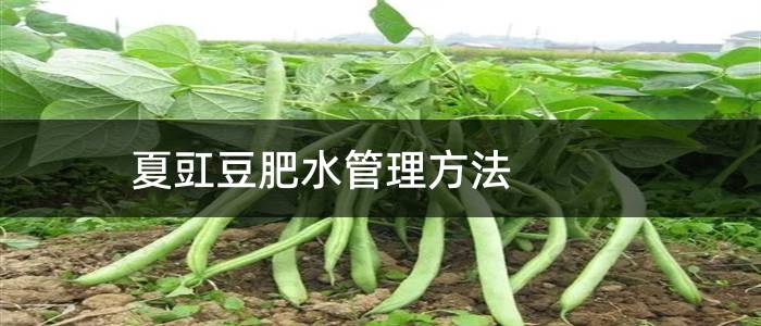 夏豇豆肥水管理方法