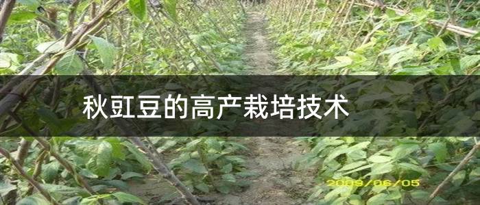 秋豇豆的高产栽培技术