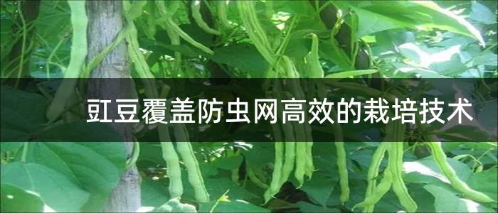 豇豆覆盖防虫网高效的栽培技术