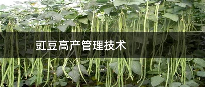 豇豆高产管理技术