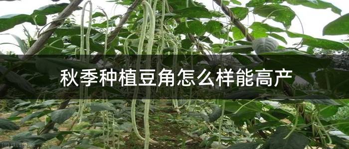 秋季种植豆角怎么样能高产