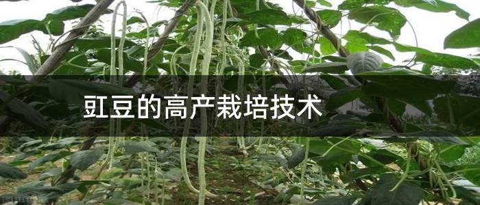 豇豆的高产栽培技术