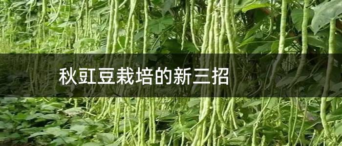 秋豇豆栽培的新三招