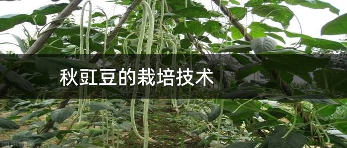 秋豇豆的栽培技术