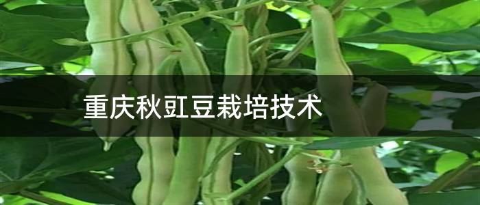 重庆秋豇豆栽培技术