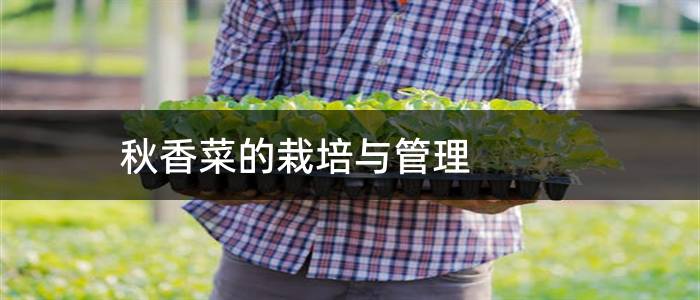 秋香菜的栽培与管理