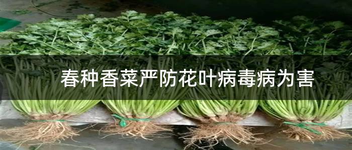 春种香菜严防花叶病毒病为害