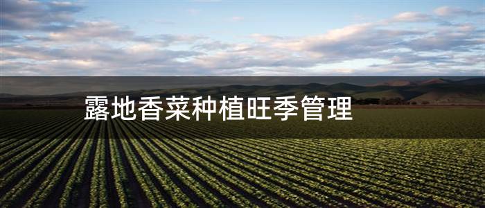 露地香菜种植旺季管理