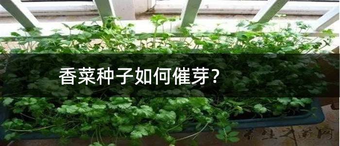香菜种子如何催芽？