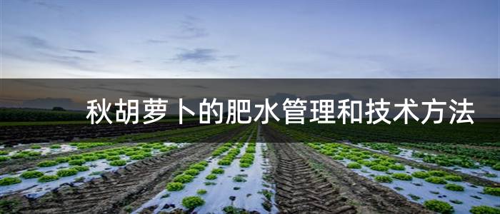 秋胡萝卜的肥水管理和技术方法