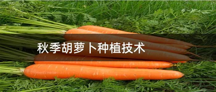秋季胡萝卜种植技术