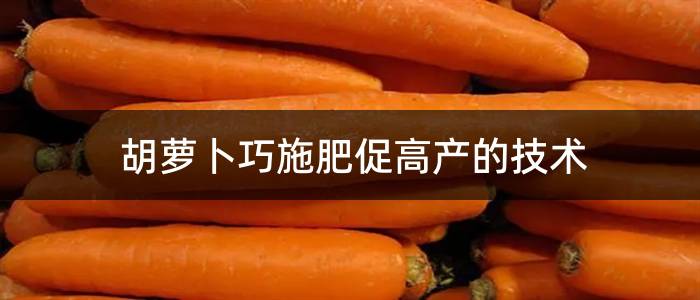 胡萝卜巧施肥促高产的技术
