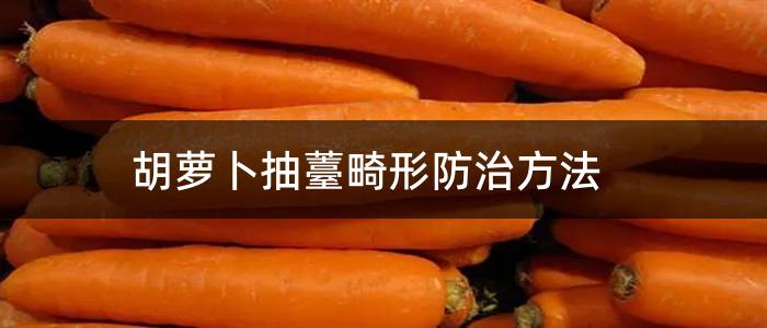 胡萝卜抽薹畸形防治方法