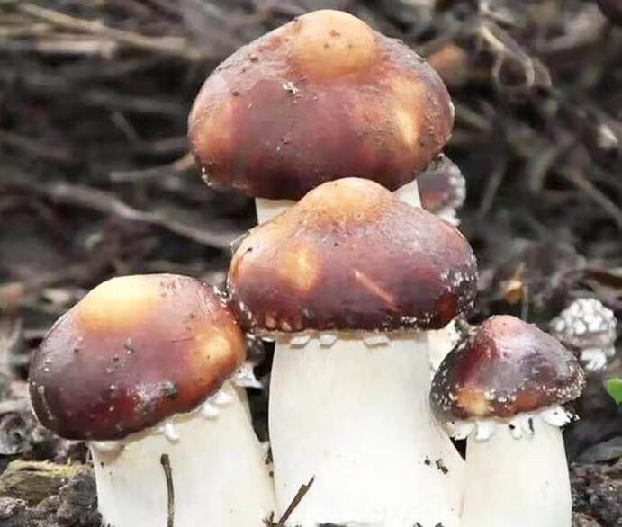 大球盖菇种植成本低，收益高！每亩效益84000元